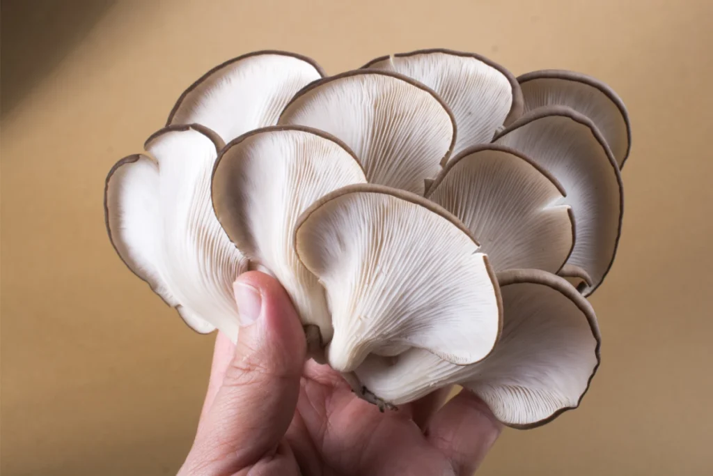 Hand holding a cluster of fresh oyster mushrooms.